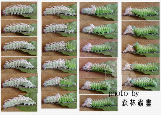 按此在新視窗瀏覽圖片