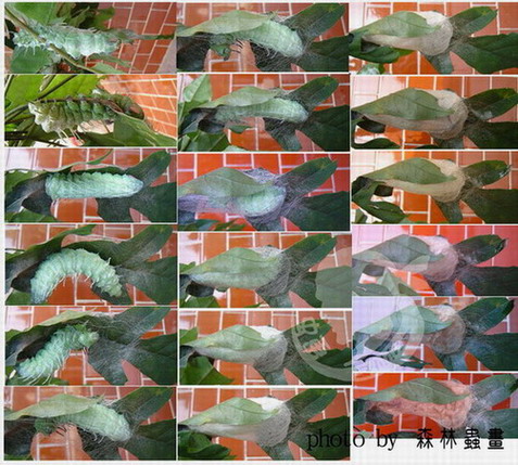 按此在新視窗瀏覽圖片