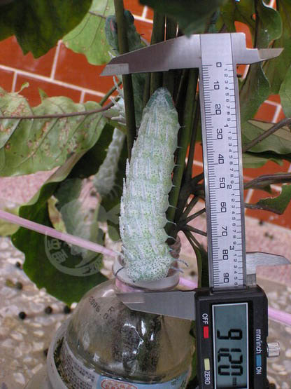 按此在新視窗瀏覽圖片