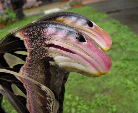 按此在新視窗瀏覽圖片