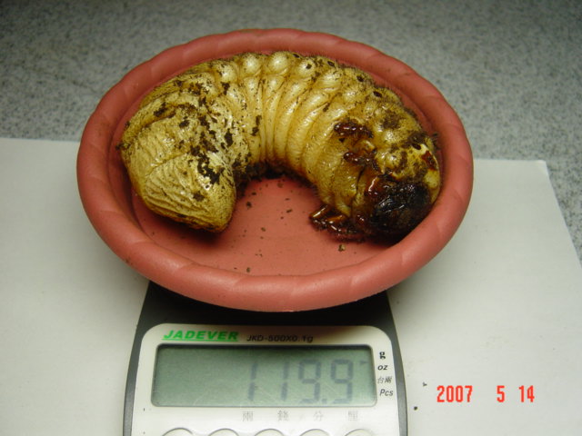 按此在新視窗瀏覽圖片