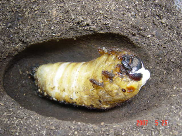 按此在新視窗瀏覽圖片