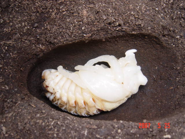 按此在新視窗瀏覽圖片