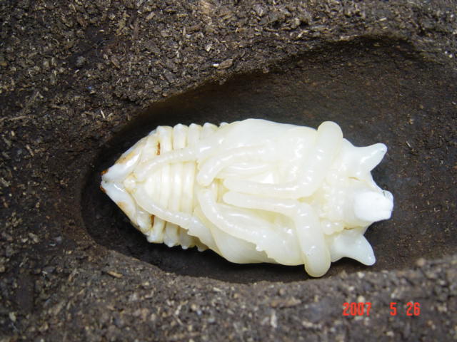 按此在新視窗瀏覽圖片