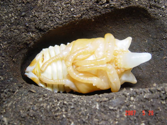 按此在新視窗瀏覽圖片