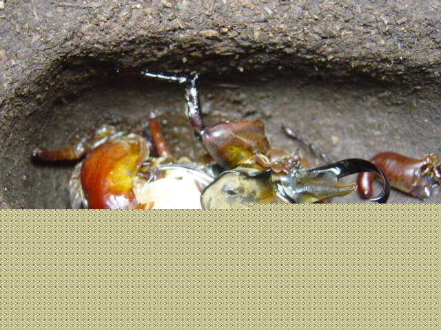 按此在新視窗瀏覽圖片