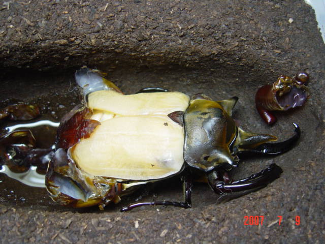 按此在新視窗瀏覽圖片