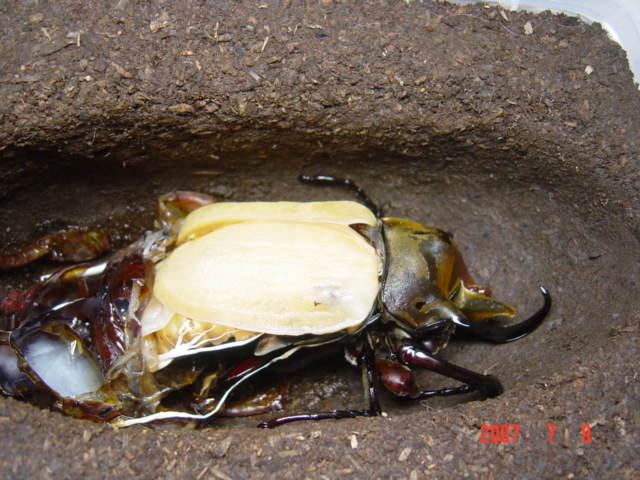 按此在新視窗瀏覽圖片