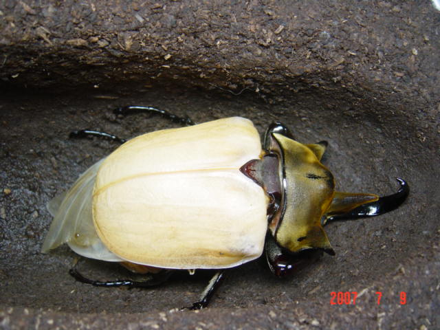 按此在新視窗瀏覽圖片