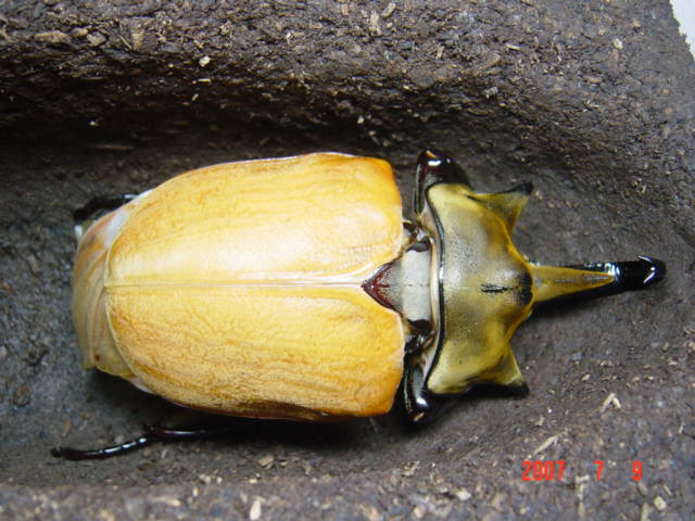 按此在新視窗瀏覽圖片