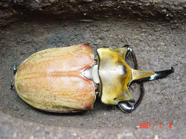 按此在新視窗瀏覽圖片