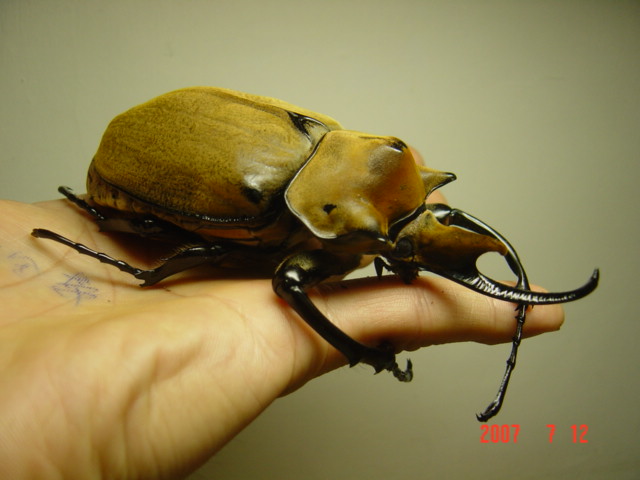 按此在新視窗瀏覽圖片