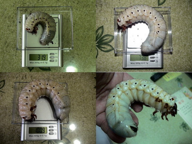 按此在新視窗瀏覽圖片