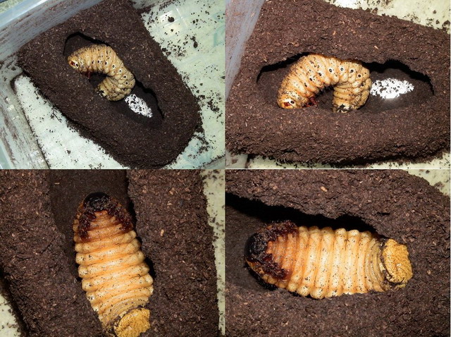 按此在新視窗瀏覽圖片