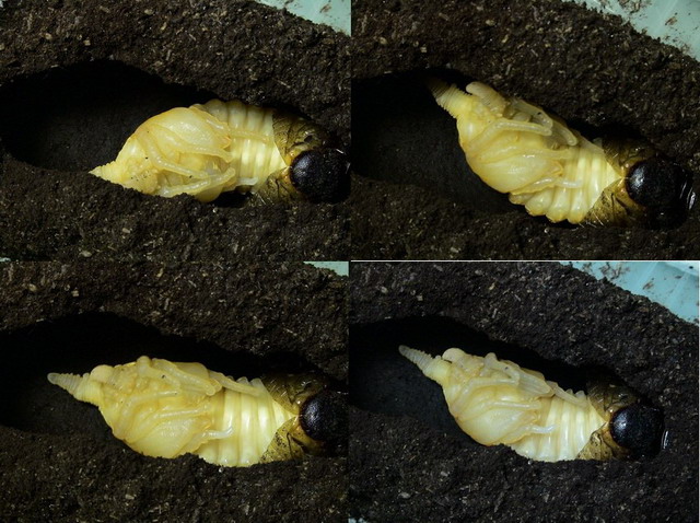 按此在新視窗瀏覽圖片