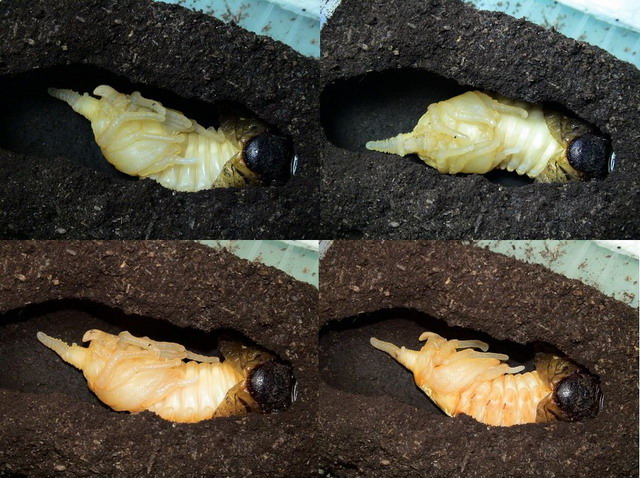 按此在新視窗瀏覽圖片