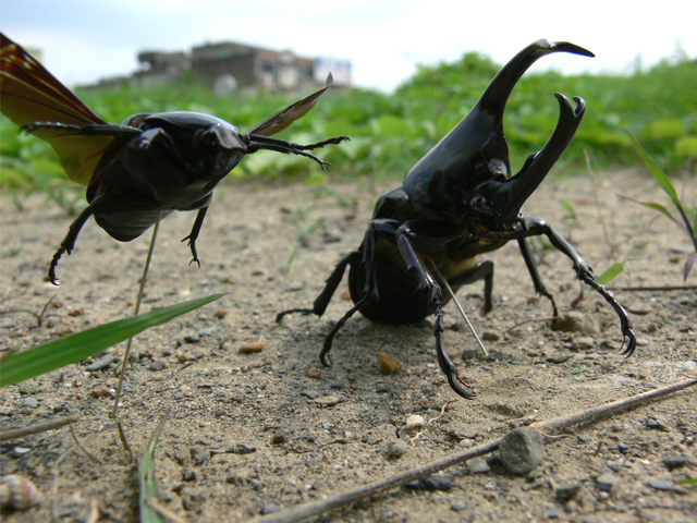 按此在新視窗瀏覽圖片