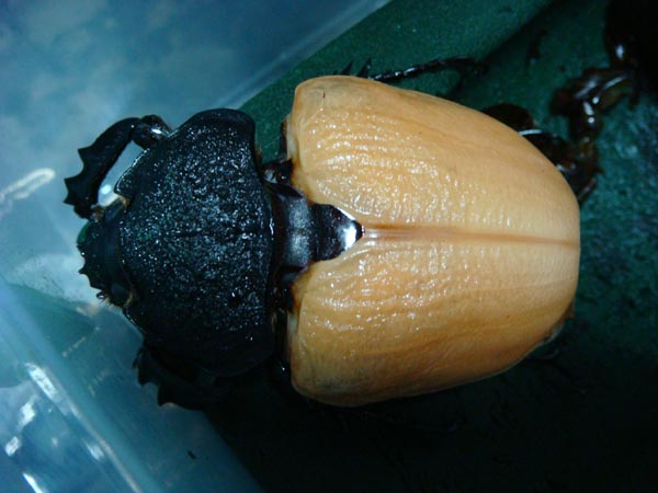 按此在新視窗瀏覽圖片