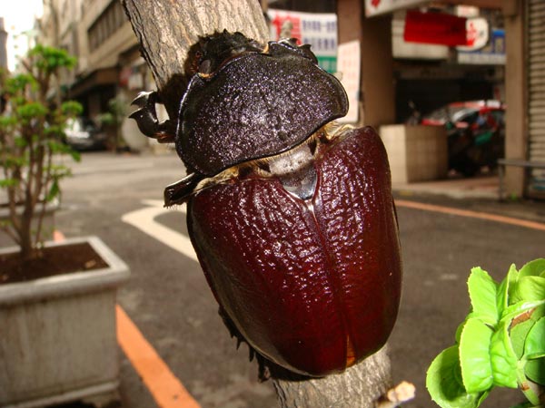 按此在新視窗瀏覽圖片