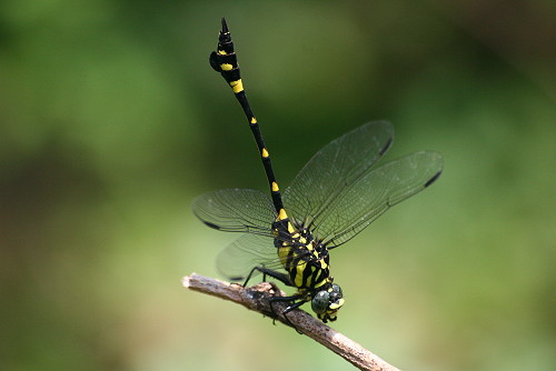 按此在新視窗瀏覽圖片