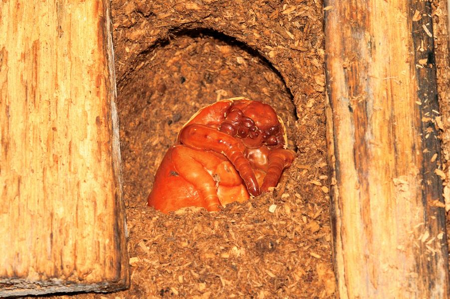 按此在新視窗瀏覽圖片