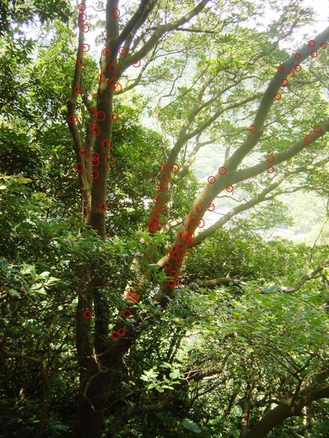 按此在新視窗瀏覽圖片