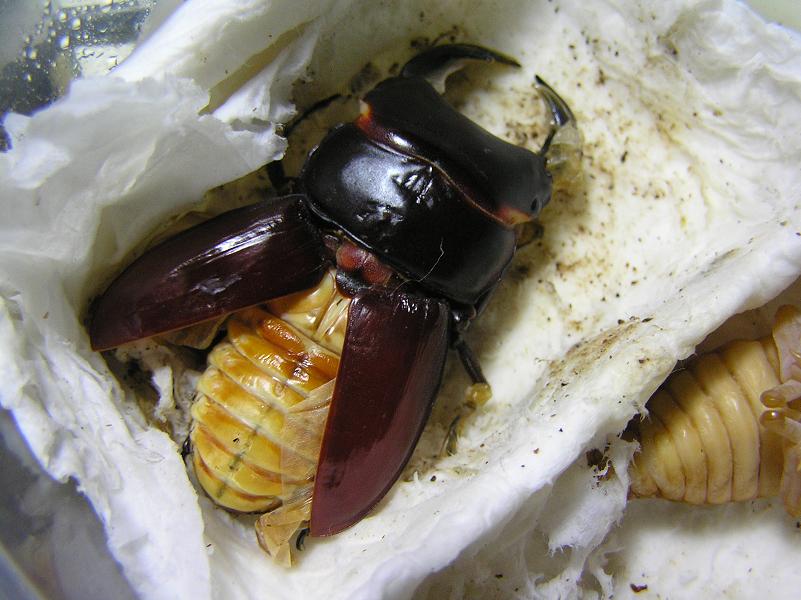 按此在新視窗瀏覽圖片