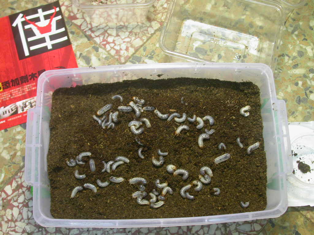 按此在新視窗瀏覽圖片