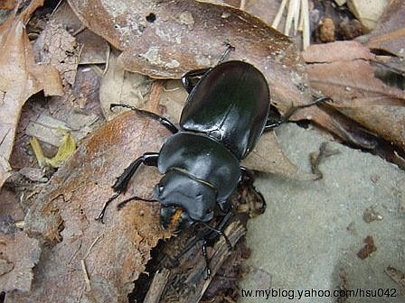 按此在新視窗瀏覽圖片