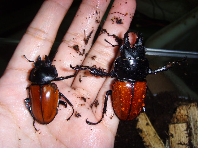 按此在新視窗瀏覽圖片