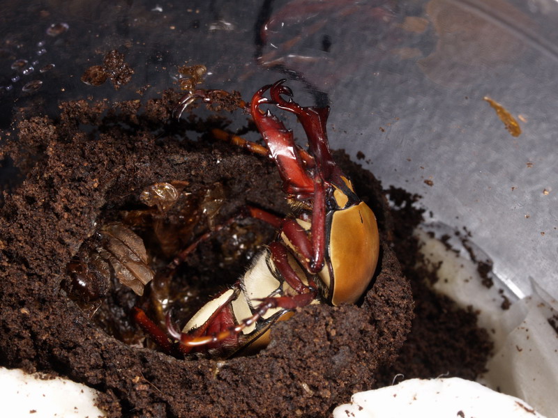 按此在新視窗瀏覽圖片