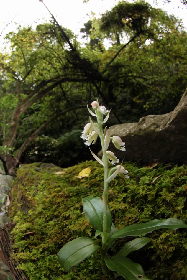 按此在新視窗瀏覽圖片