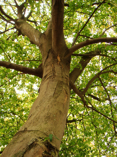 «ö¦¹¦b·sµøµ¡ÂsÄý¹Ï¤ù