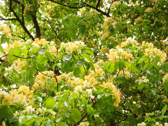 «ö¦¹¦b·sµøµ¡ÂsÄý¹Ï¤ù