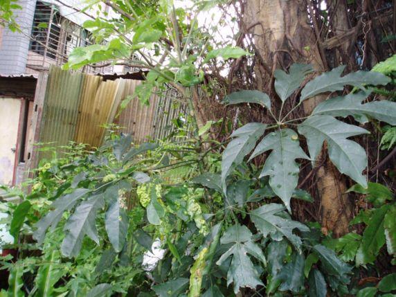 按此在新視窗瀏覽圖片