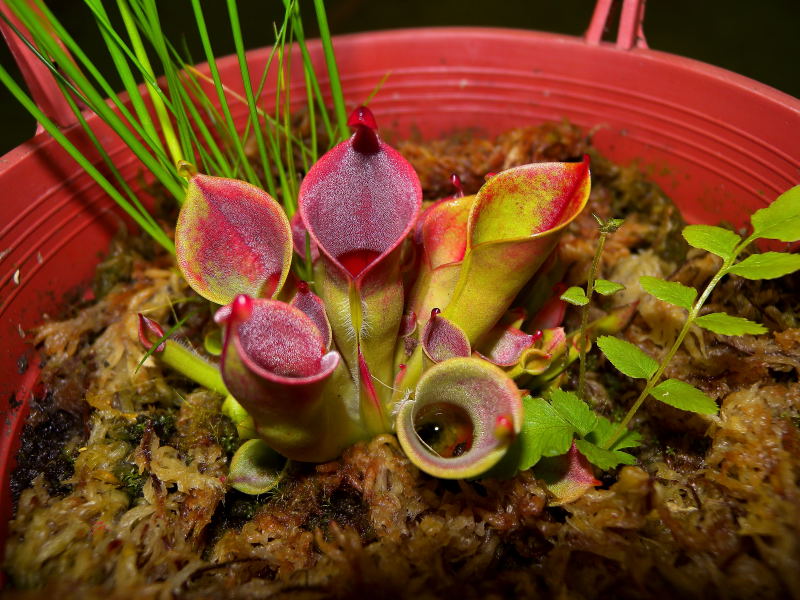 按此在新視窗瀏覽圖片