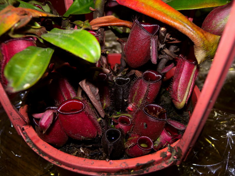 按此在新視窗瀏覽圖片