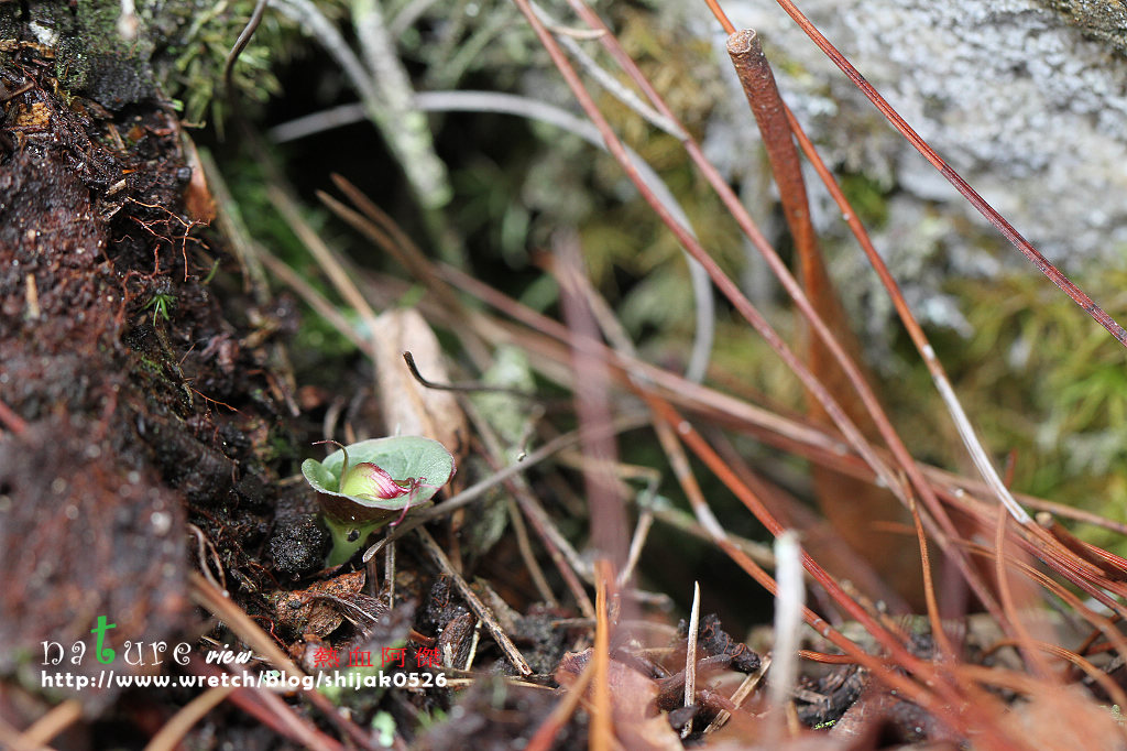 «ö¦¹¦b·sµøµ¡ÂsÄý¹Ï¤ù