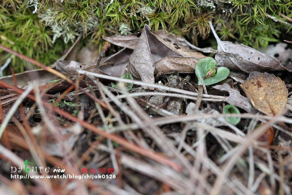 «ö¦¹¦b·sµøµ¡ÂsÄý¹Ï¤ù