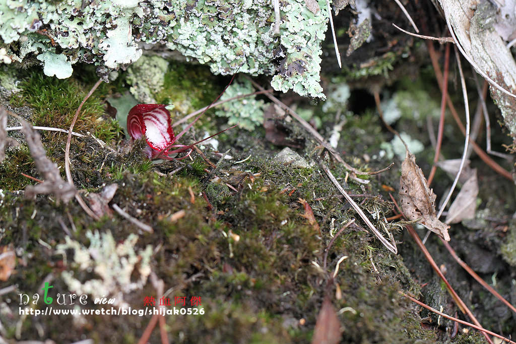 «ö¦¹¦b·sµøµ¡ÂsÄý¹Ï¤ù