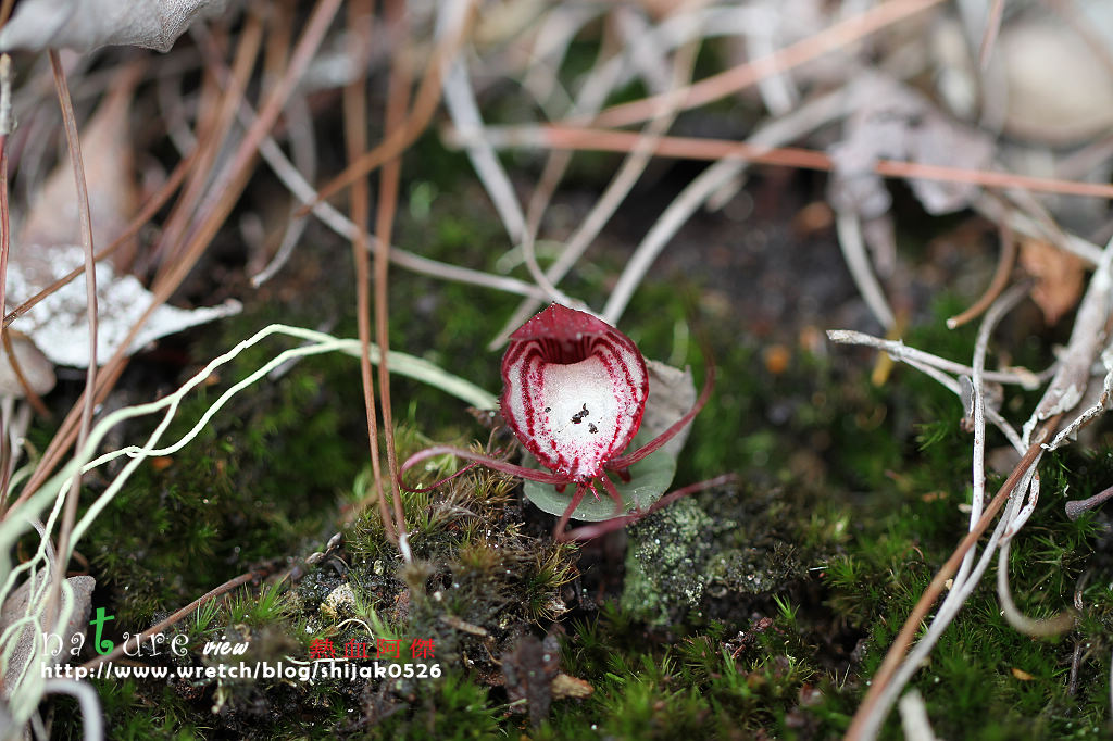 «ö¦¹¦b·sµøµ¡ÂsÄý¹Ï¤ù