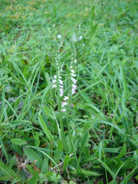 «ö¦¹¦b·sµøµ¡ÂsÄý¹Ï¤ù