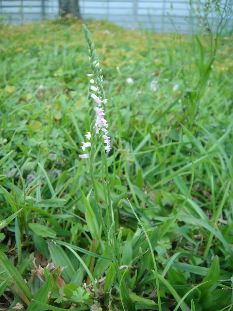 «ö¦¹¦b·sµøµ¡ÂsÄý¹Ï¤ù