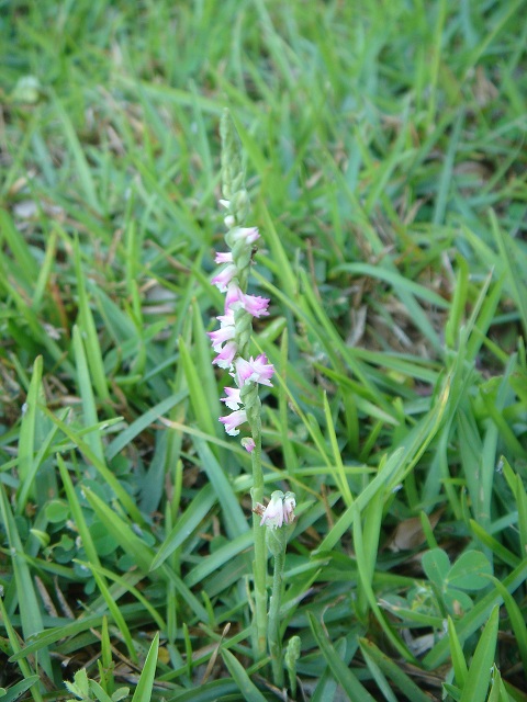 «ö¦¹¦b·sµøµ¡ÂsÄý¹Ï¤ù