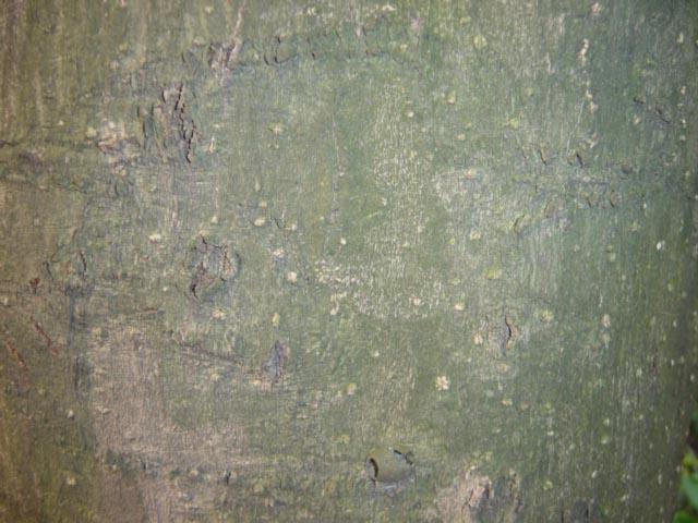 «ö¦¹¦b·sµøµ¡ÂsÄý¹Ï¤ù