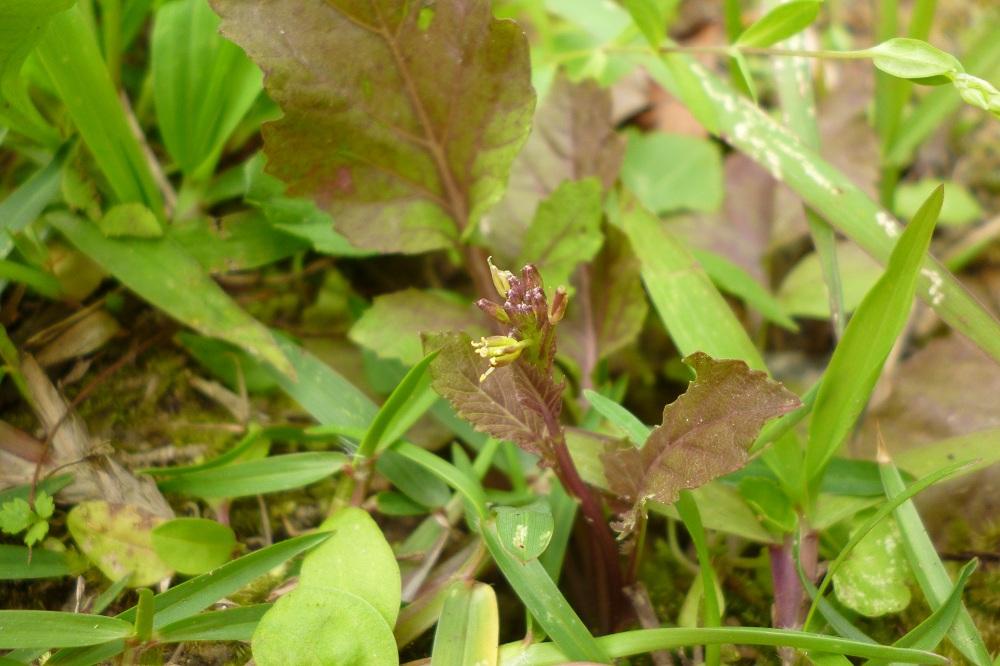 «ö¦¹¦b·sµøµ¡ÂsÄý¹Ï¤ù