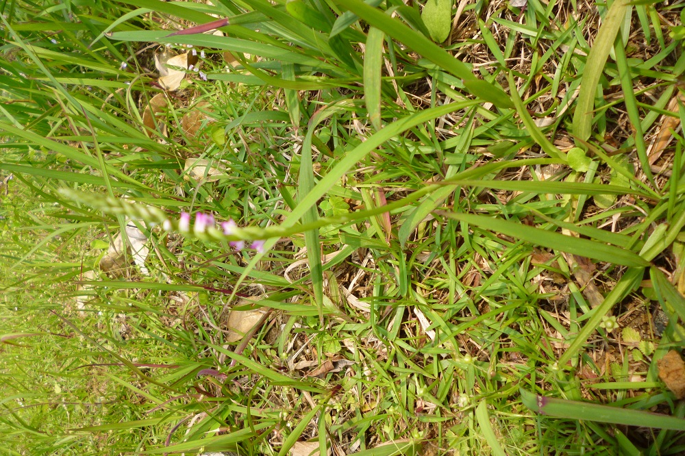 «ö¦¹¦b·sµøµ¡ÂsÄý¹Ï¤ù