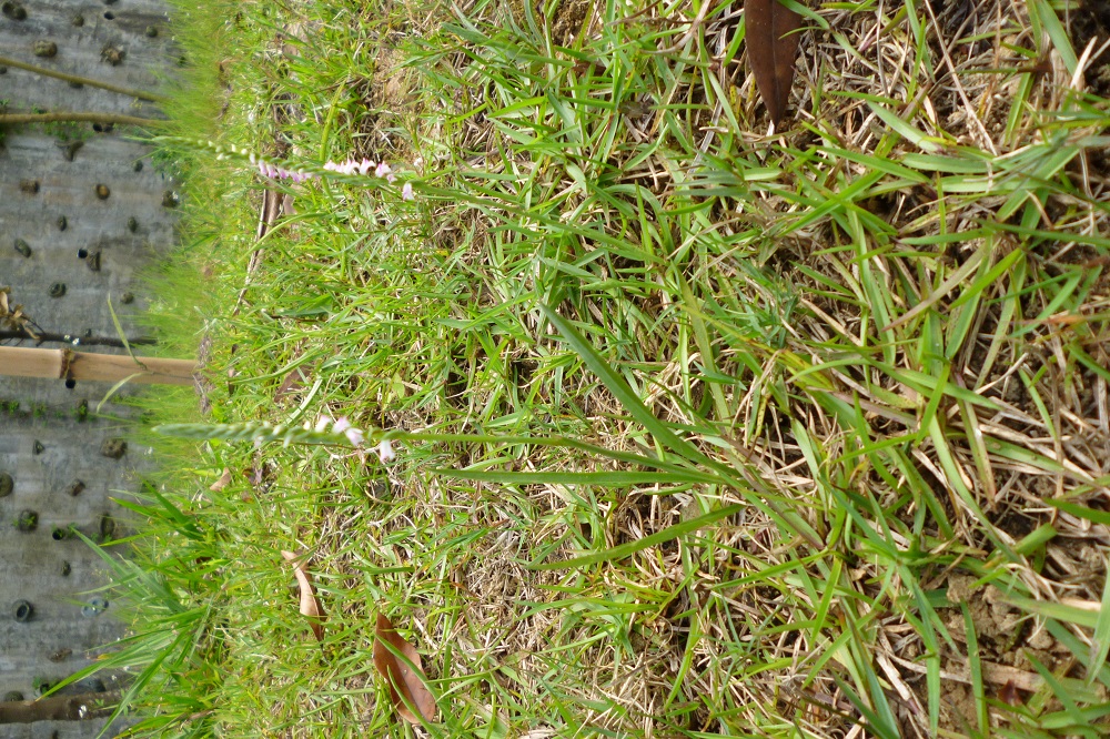 «ö¦¹¦b·sµøµ¡ÂsÄý¹Ï¤ù