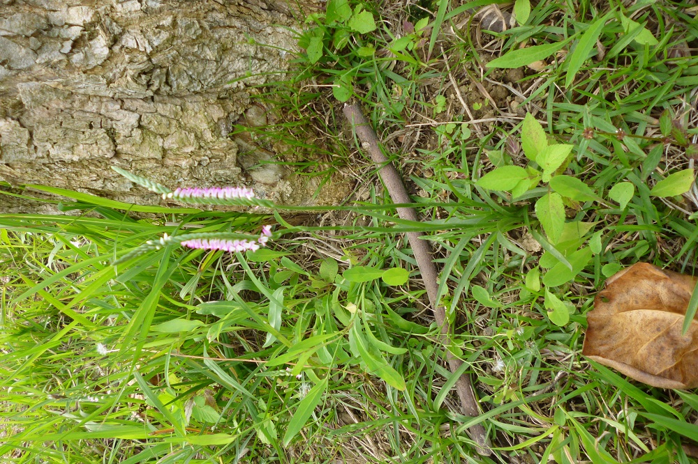 «ö¦¹¦b·sµøµ¡ÂsÄý¹Ï¤ù