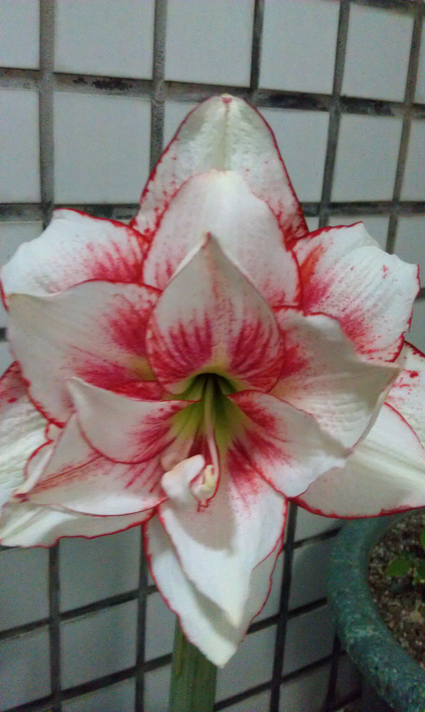 «ö¦¹¦b·sµøµ¡ÂsÄý¹Ï¤ù